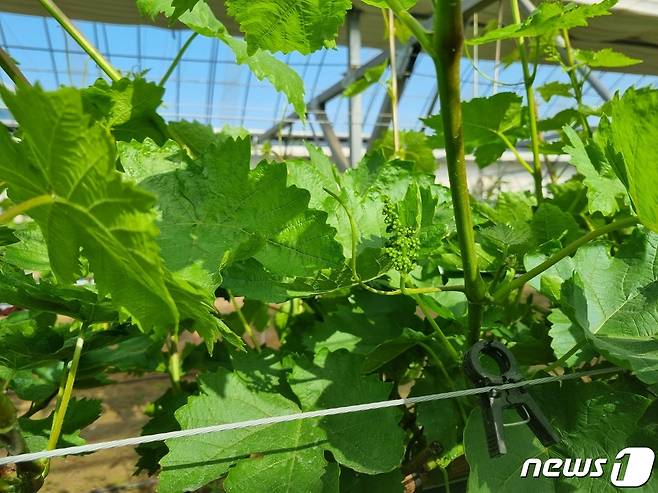 예산군이 기후변화 대체작물로 개발한 블랙사파이어 포도. /뉴스1