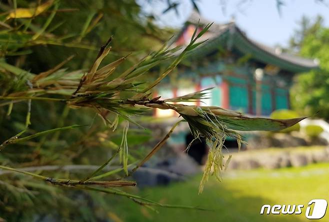 충북 증평군 증평읍 연탄리 한국불교 태고종 보타사에 100년에 한 번 꽃을 피운다는 대나무꽃이 피었다.2023.05.16/뉴스1 ⓒ News1 엄기찬 기자