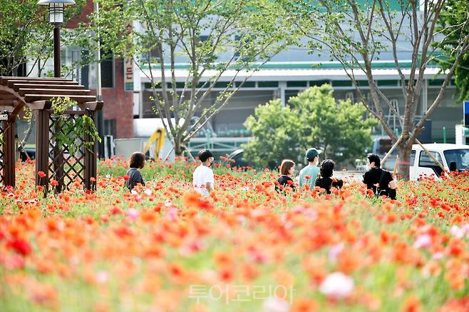 청송 꽃양귀비 만끽하는 관광객들.[사진=청송군]