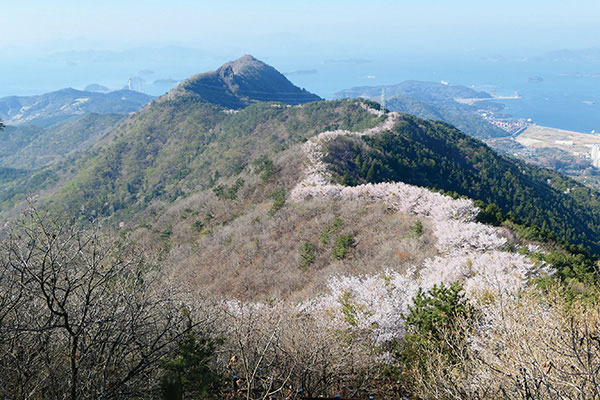 김씨는 올해 봄 꽃을 보기 위해 80km 길이의 마창진 종주 코스를 완주했다. 그의 산행은 대개 이런 식이다.