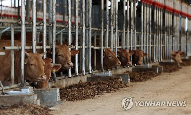 청주 구제역 발생지 주변 축산농장 (청주=연합뉴스) 천경환 기자 = 11일 충북 청주 구제역 최초 발생지에서 가까운 한 한우 농장에서 소들이 사료를 먹고 있다. 2023.5.11 kw@yna.co.kr