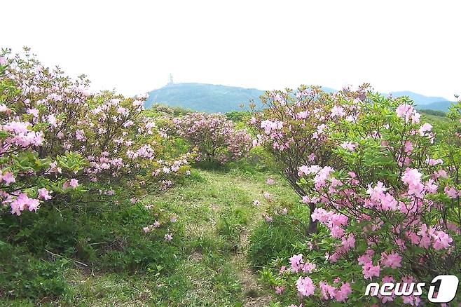 국립공원 소백산 연화봉 일대에 예년보다 1주일 빠르게 철쭉이 피기 시작했다.