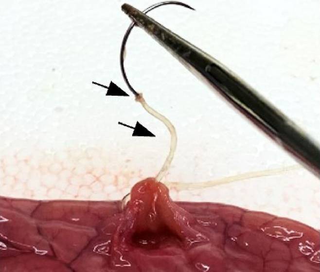 한미 연구진이 개발한 스마트 수술실은 하이드로젤이 코팅돼 있으며, 이 수술실을 이용해 돼지의 대장을 꿰매 염증 여부를 알아내는 실험을 진행했다. 이정승 교수 제공
