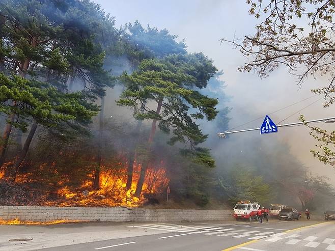 지난 4월 강릉 산불 당시 도로변 소나무 숲으로 불길이 번지고 있다. 산림청 제공