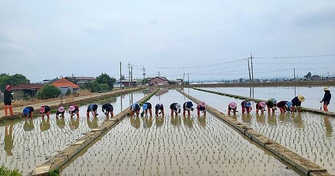 충남도 농업기술원 종자관리소 논산분소 직원들이 17일 부적면 시험포장에서 원원종 벼를 손 모내기하고 있다. 충남도 농업기술원 종자관리소 논산분소 제공