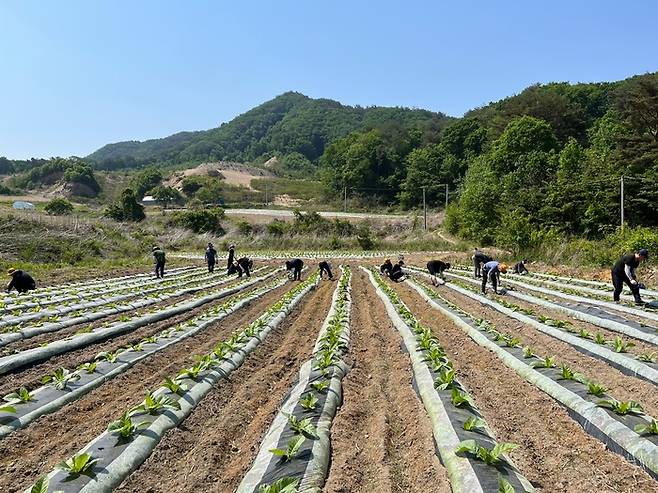 화천군청 기획감사실 직원들이 지난해 5월 간동면 한 농가의 밭에서 모종을 심는 등 농촌 일손 돕기 활동을 벌였다. 화천군 제공