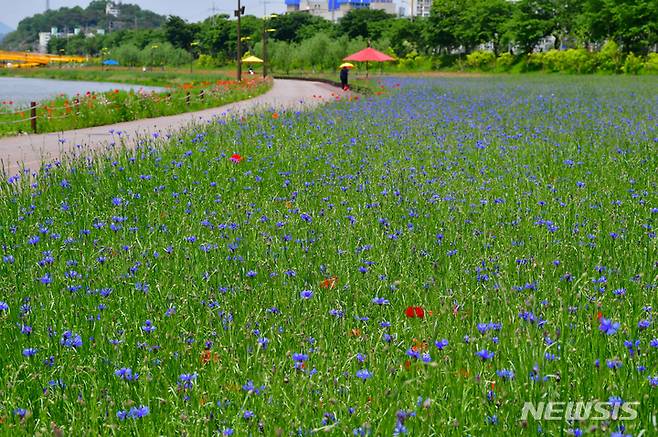 [장성=뉴시스] 황룡강변 수레국화