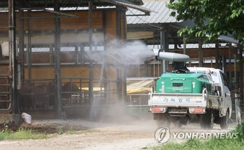 철저한 방역으로 구제역 막는다     (용인=연합뉴스) 홍기원 기자 = 충북 지역에서 구제역이 연이어 발생하고 있는 가운데 지난 17일 오후 경기도 용인시의 한 축사에서 관계자가 구제역을 막기 위해 방역을 하고 있다. 2023.5.17
    xanadu@yna.co.kr