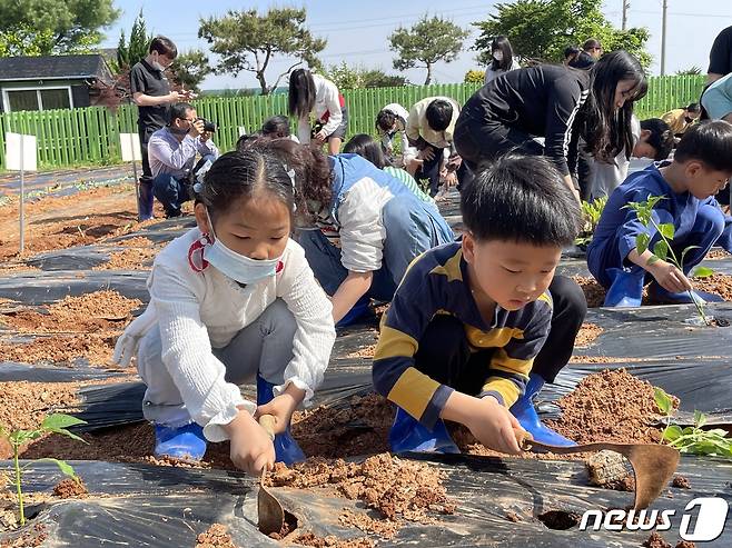 나주 왕곡초등학교 (교장 이정임)- 학생들이 10일 학교내 텃밭에서 고추 등 다양한 작물들을 심는 텃밭 가꾸기 체험활동을 하고 있다.(전남도교육청 제공)/뉴스1