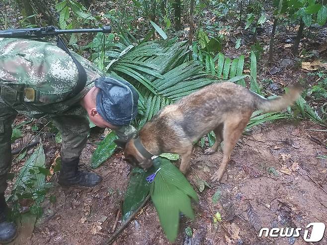 17일(현지시간) 콜롬비아 카케타 지역의 정글에서 한 군인이 수색견을 데리고 지난 1일 비행기 추락사고로 실종된 아동을 찾기 위한 작업을 벌이고 있다. 2023.5.17 ⓒ 로이터=뉴스1 ⓒ News1 정윤미 기자