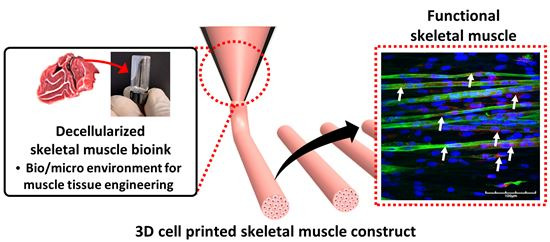 포스텍 연구팀이 3D 바이오프린팅으로 만든 인공근육. [사진=포스텍 제공]