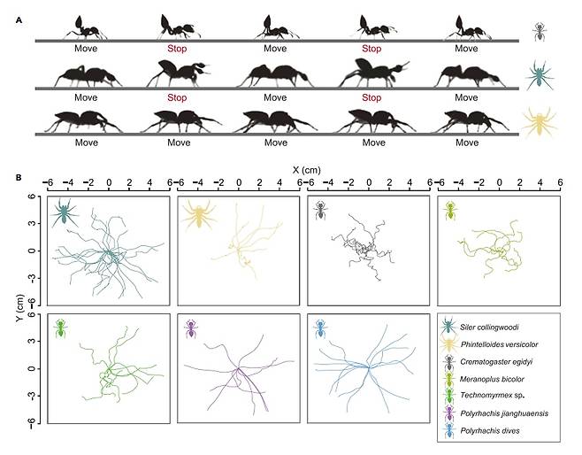 실러 콜링우디 거미(연두색) 걸음걸이를 다른 거미, 개미와 비교한 결과. A는 실러 콜링우디 거미와 개미가 이동 중에 가다 서다(Stop-and-Go)를 하는 점이 비슷하다는 걸 보여준다. B는  실러 콜링우디 거미와 개미가 이동 방향을 비롯한 전반적인 패턴에서도 유사점이 있다는 것을 보여준다./iSciencve