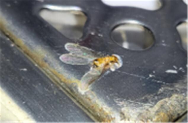 강남의 한 주택에서 17일 발견된 외래흰개미. 환경부 제공