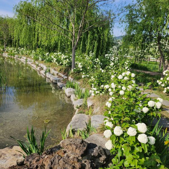 Hydrangeas brighten the paths of Geochang Changpowon, Geochang, South Gyeongsang. [GEOCHANG CHANGPOWON]