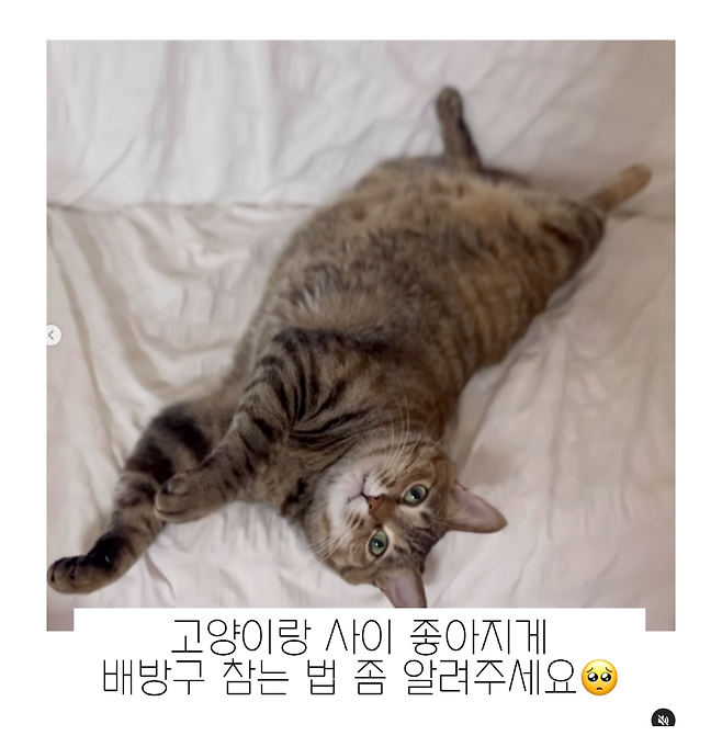 고양이랑 사이 좋아지게 배방구 참는 법 좀 알려주세요