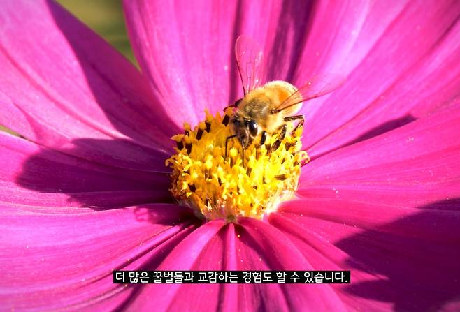 '꿀벌을 위하여' 한국어 영상 장면 [서경덕 교수 SNS 캡처. 재판매 및 DB 금지]