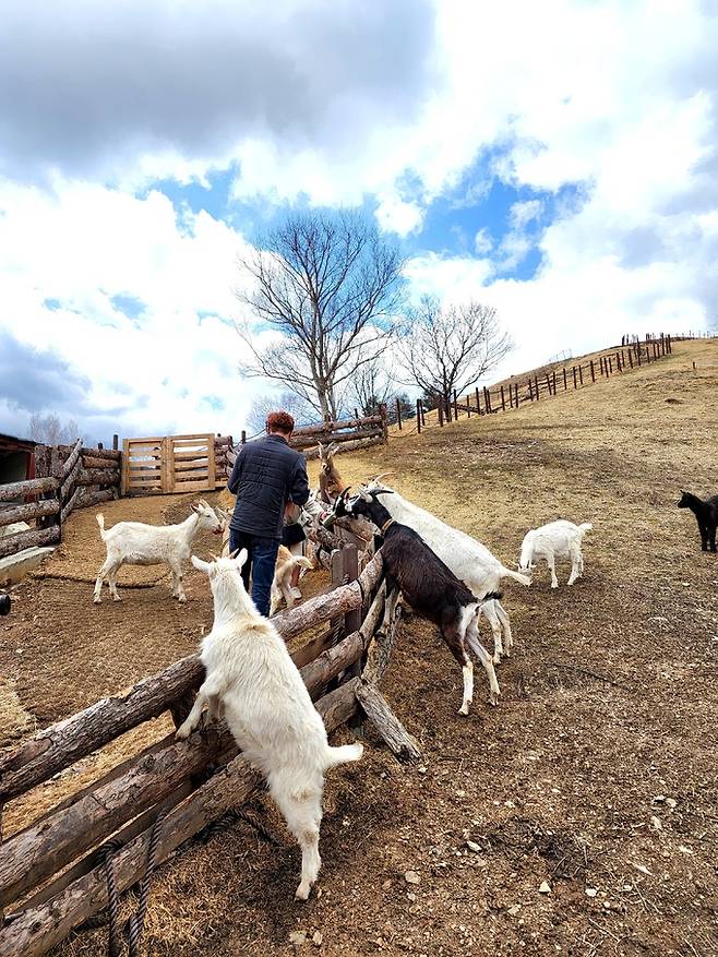 태백 몽토랑 산양목장.