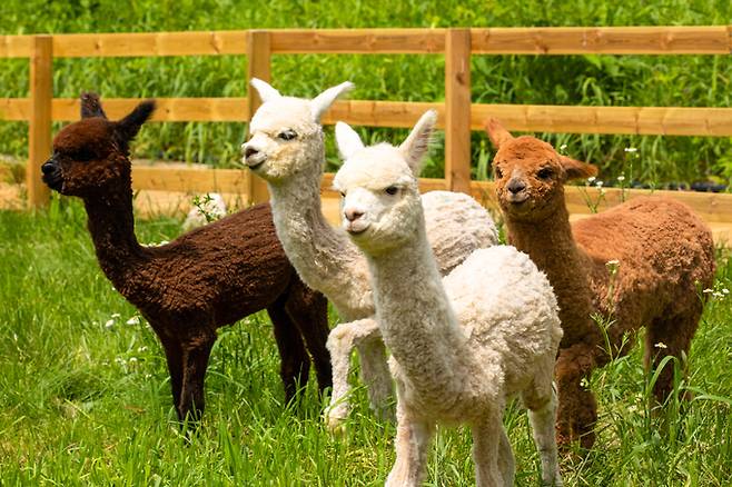 모나파크 용평리조트 애니포레 알파카. 한국관광공사 제공