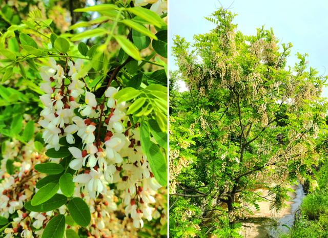 아까시나무. ⓒ서효원