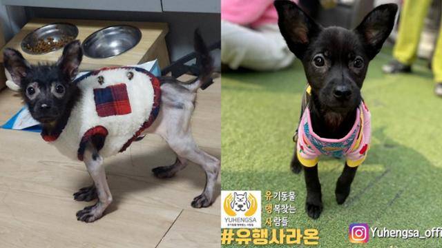 올해 1월 학대로 눈 주위와 다리 부분 탈모가 진행됐던 라온이(왼쪽 사진)가 구조된 뒤 건강을 회복한 후 가족을 기다리고 있다. 유기동물행복찾는사람들 제공