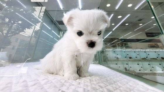 지난 11일 경기 수원의 한 펫숍에 지난 4일 대전 경매장에서 낙찰된 말티즈 ‘88-3’이 진열돼있다. ‘88-3’은 “코 색이 옅고 사시가 있다”며 다른 말티즈보다 싼 30만원에 낙찰됐다. 펫숍에서는 55만원에 판매됐다. 손성배 기자