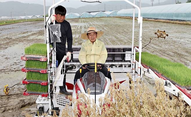 [진천=뉴시스] 강신욱 기자 = 송기섭 충북 진천군수가 22일 진천읍 산척리 논에서 드문모 심기를 직접 시연하고 있다. (사진=진천군 제공) 2023.05.22. photo@newsis.com *재판매 및 DB 금지