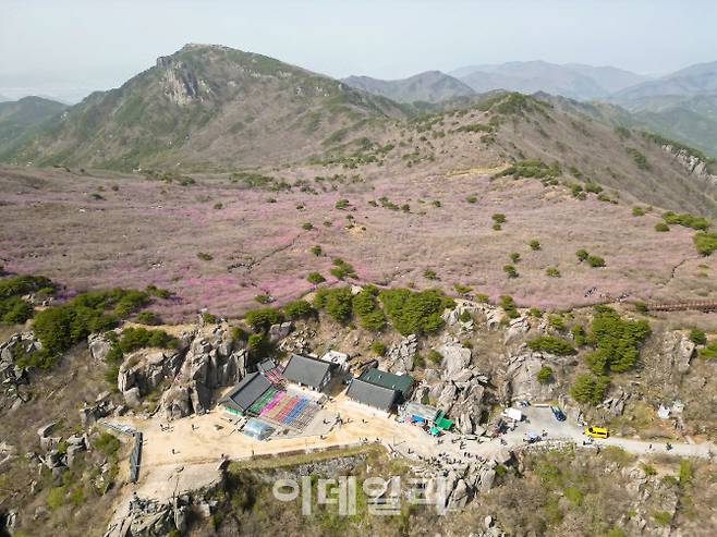 비슬산 참꽃군락지와 대견사