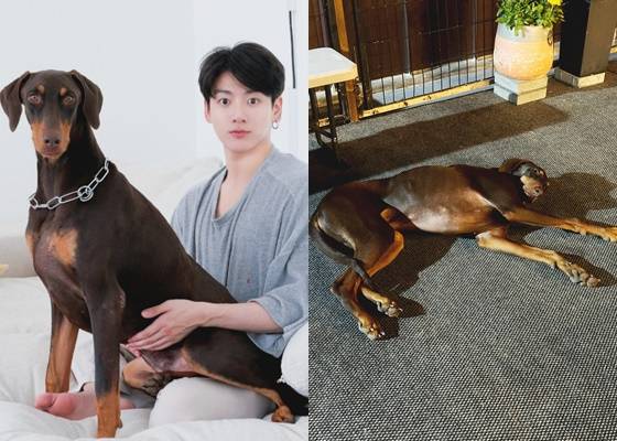 "너무 귀엽고.." 방탄소년단 정국 반려견 '전밤' 공개에 전 세계 '들썩'