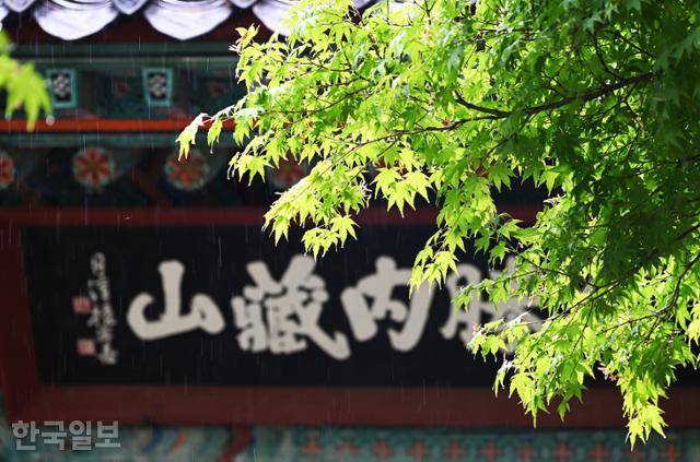 내장사 경내의 초록 단풍.