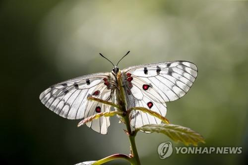 멸종위기 1급 붉은점모시나비 [연합뉴스 자료사진]