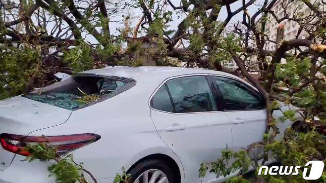 25일 '슈퍼 태풍' 마와르가 강타한 태평양 미국령 괌의 타무닝에서 쓰러진 나무가 차량을 덮쳐 파손된 모습이 보인다. 2023.5.25. ⓒ 로이터=뉴스1 ⓒ News1 우동명 기자
