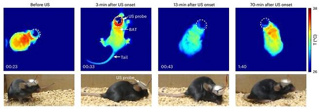 실험용 생쥐 뇌의 시상하부에 초음파를 발사하는 모습. 초음파를 쏜 뒤부터 생쥐 체온이 36도보다 낮은 수준을 계속 유지하는 것을 확인할 수 있다./Nature Metabolism