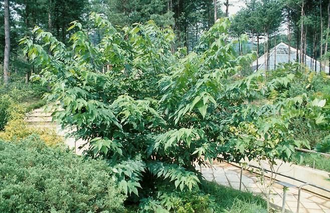 한반도에서 종이를 만드는 재료로 써온 닥나무. 푸른역사 제공