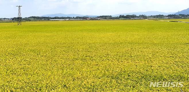 [무안=뉴시스] 일명 분질미로 불리는 전남지역 '가루쌀 생산' 들녘. (사진=전남도 제공) 2022.10.18. photo@newsis.com