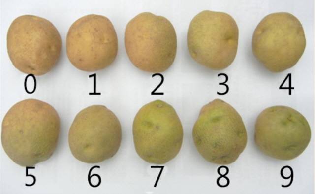 세척 감자 녹화기준(0: 없음, 5: 약간 녹화, 9: 녹화 심함)/사진=국립식량과학원 고령지농업연구소 <녹화·부패 줄이는 세척감자 포장기술>​