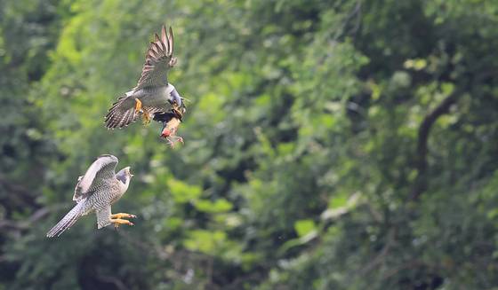 팔색조 사냥한 매, 둘 다 천연기념물