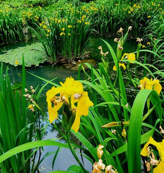 서울 서대문구 안산 생태연못을 초여름 칼날 같은 푸른잎과 노랑꽃으로 물들인 노랑꽃창포. 5월 26일 촬영