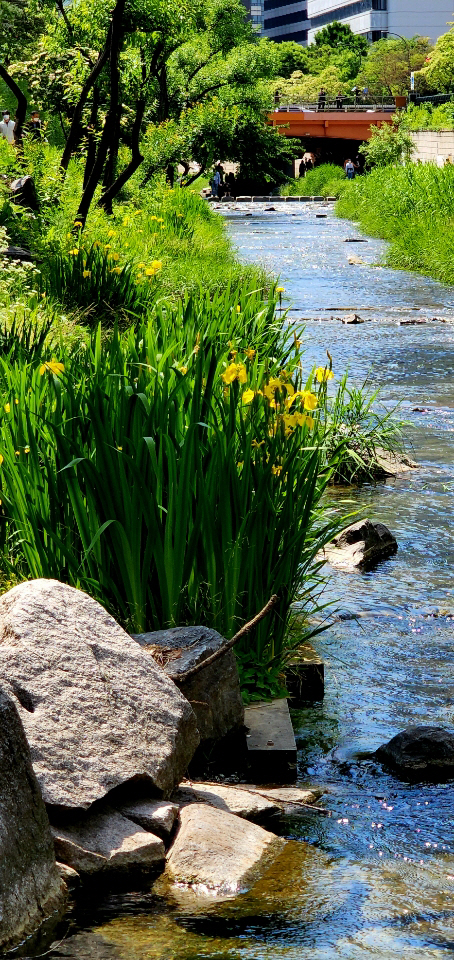 오월 청계천변을 우아한 노란 꽃으로 물들이는 노랑꽃창포. 2022년 5월15일 촬영