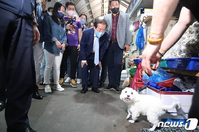 홍준표 대구시장이 '부처님 오신 날' 연휴를 맞아 SNS(사회관계서비스망)에 종교의 다양성을 인정해야 한다는 취지의 글을 잇따라 올렸다. 사진은 지난 2021년 9월 국민의힘 대선 경선 예비후보 시절 대구 칠성시장을 찾은 홍 시장이 점포에서 키우는 강아지를 바라보는 모습. (사진은 기사 내용과 무관함) 2021.9.30/뉴스1 ⓒ News1 공정식 기자