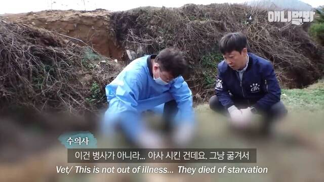 수백만 원의 파양비를 받아온 신종 펫숍 업체들이 개를 업자에게 맡겨 죽여온 것이 드러났다. <SBS> TV동물농장x애니멀봐 유튜브 갈무리