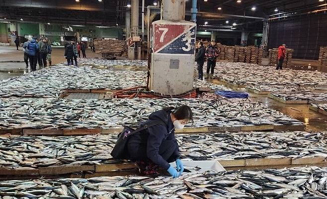 부산공동어시장에서 국립수산물품질관리원 관계자가 방사능 검사를 위해 고등어를 채취하고 있다. 연합뉴스