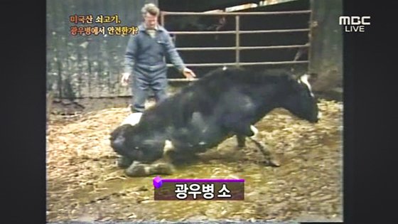 MBC가 2008년 4월 29일 방송한 PD수첩 광우병 보도 영상. 사진 MBC 캡처