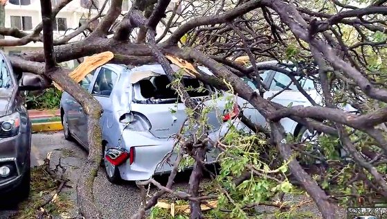 지난 25일 괌을 강타한 태풍 마와르로 인해 쓰러진 나무가 주차된 차를 덮친 모습. 로이터=연합뉴스