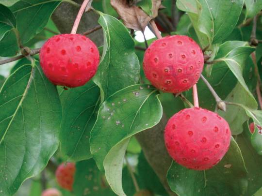 산딸나무 열매.가을이면 빨간 산딸기 닮은 열매가 열려 산딸나무라는 이름을 더게 됐다. 문화일보 자료사진