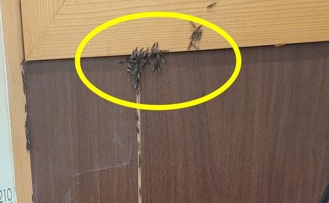 (온라인 커뮤니티 갈무리)