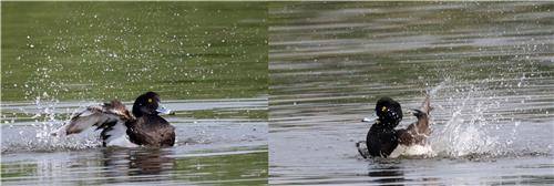 견디기 힘든 더위…댕기흰죽지(♂)의 목욕 [촬영 유형재]