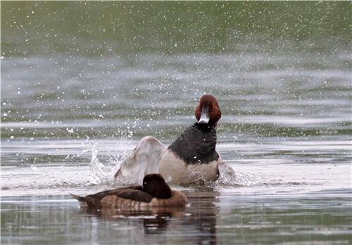 "덥다 더워" 요란하게 목욕하는 흰죽지 [촬영 유형재]
