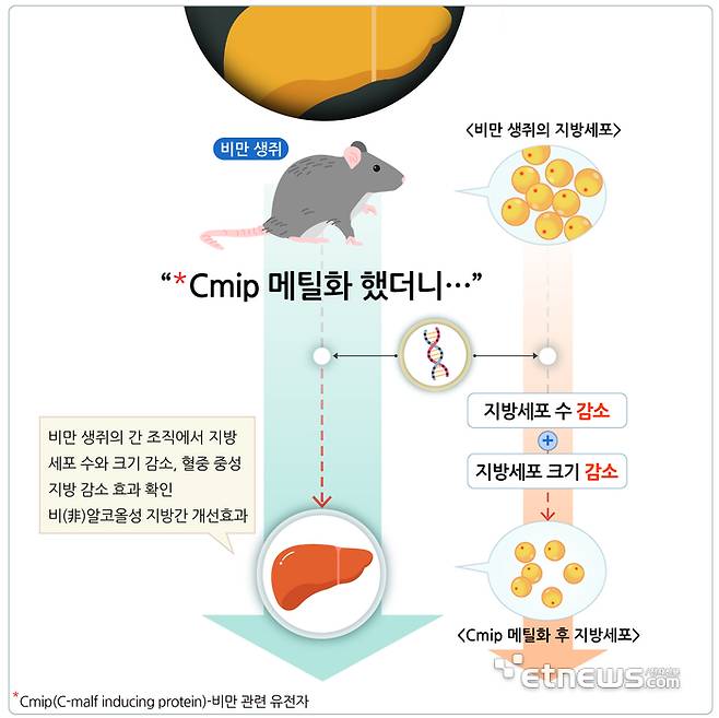 비만 관련 유전자 억제를 통한 비알코올성 지방간 개선 효과