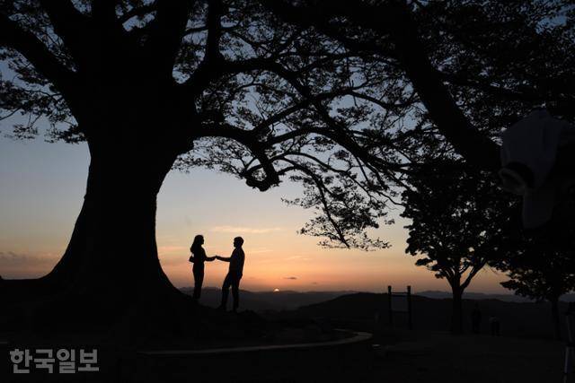 충남 부여 가림성(성흥산성) 사랑나무는 해 질 무렵 많은 연인들이 찾는 SNS 사진 명소다. 한국일보 자료사진
