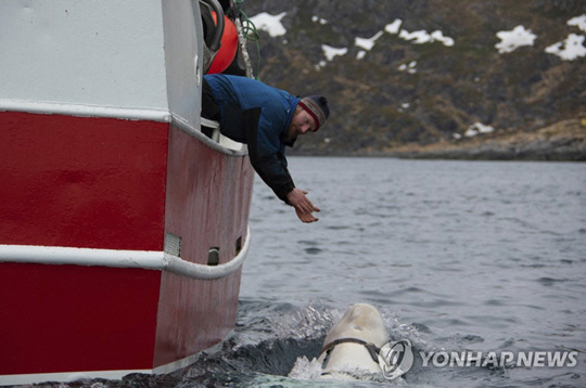 지난 2019년 4월 노르웨이 북극 해안에서 ‘러시아 스파이 의심’ 벨루가를 첫 발견한 노르웨이 어부 조어 헤스턴이 벨루가를 향해 손을 내밀고 있다. AP·연합뉴스 자료사진